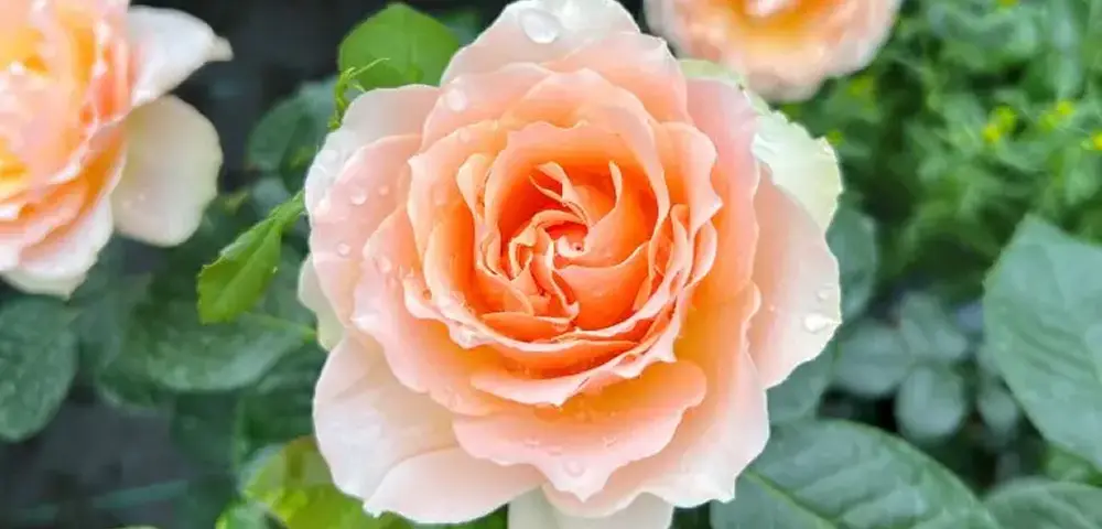 Free roses with Agriframes