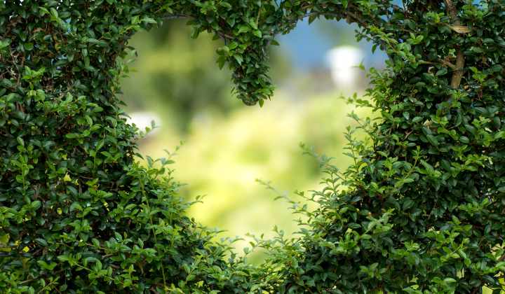 Heart shape cut into a hedge